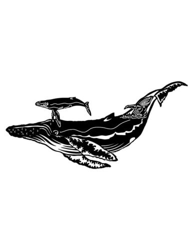 Humpback-Whale-Calf-Scene