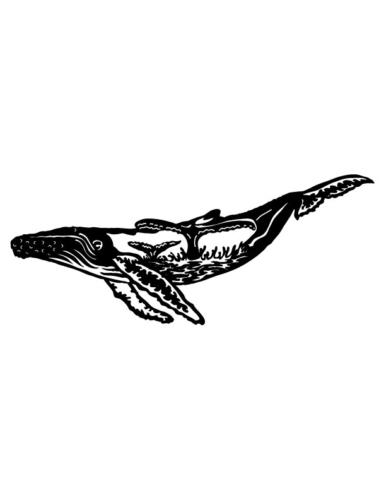 Humpback-Whale-Scene
