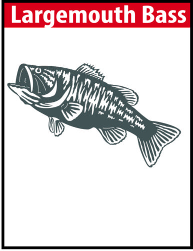 Largemouth Bass JPG Image File
