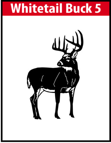 Whitetail Buck 5 JPG Image File