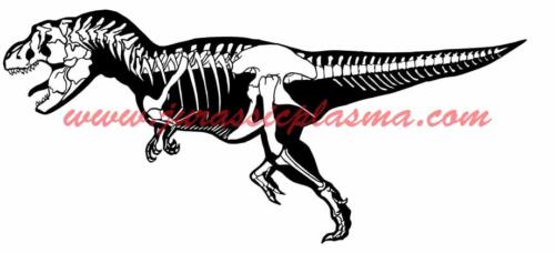 t rex fossil1DC